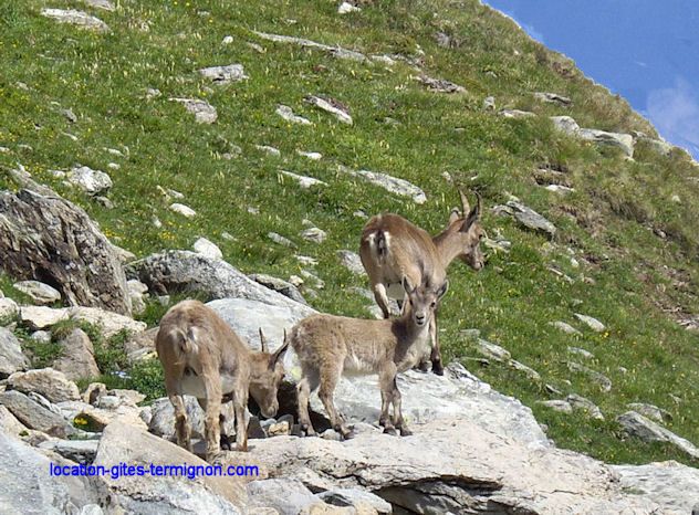 foto 12 Huurhuis van particulieren Termignon la Vanoise appartement Rhne-Alpes Savoie