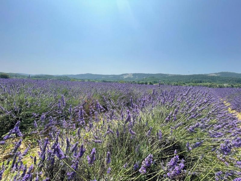 foto 6 Huurhuis van particulieren Apt villa Provence-Alpes-Cte d'Azur Vaucluse Zicht op de omgeving