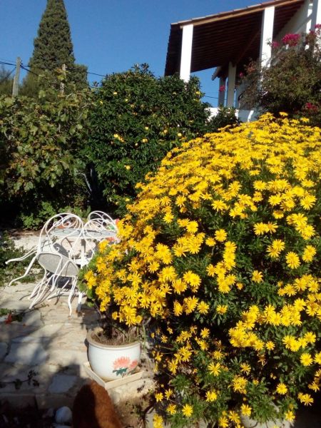 foto 12 Huurhuis van particulieren Cavalaire-sur-Mer villa Provence-Alpes-Cte d'Azur Var Tuin