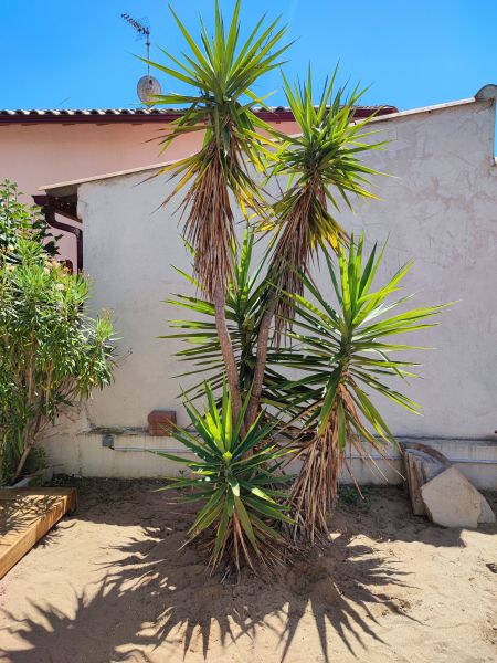 foto 14 Huurhuis van particulieren Portiragnes villa Languedoc-Roussillon Hrault Tuin