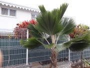 Vakantiewoningen zee Martinique: appartement nr. 15113