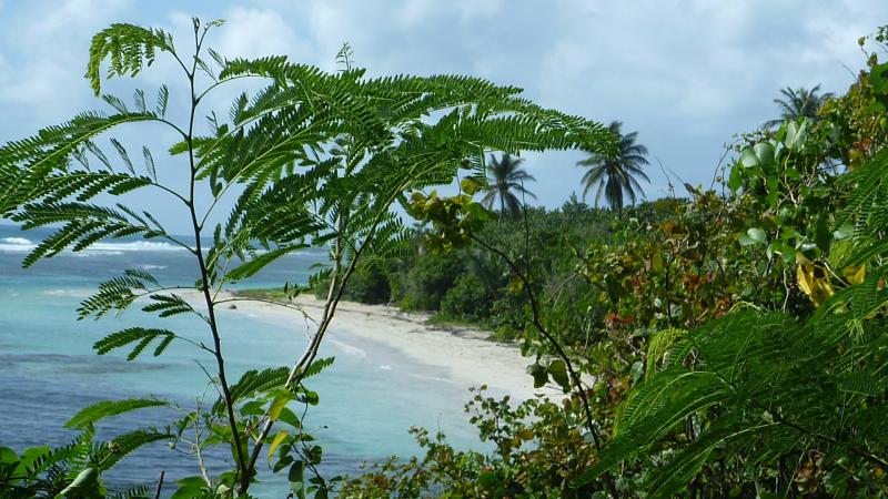 foto 8 Huurhuis van particulieren Sainte Anne (Guadeloupe) gite Grande Terre  Strand