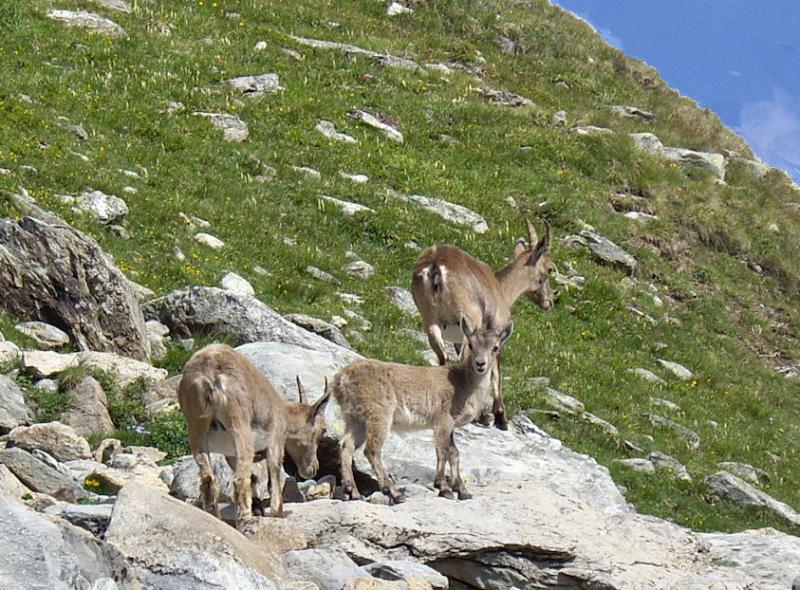 foto 14 Huurhuis van particulieren Termignon la Vanoise gite Rhne-Alpes Savoie