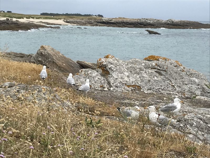 foto 10 Huurhuis van particulieren Quiberon studio Bretagne Morbihan Strand