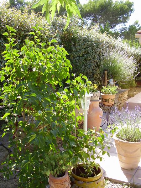 foto 6 Huurhuis van particulieren Le Castellet bungalow Provence-Alpes-Cte d'Azur Var Tuin