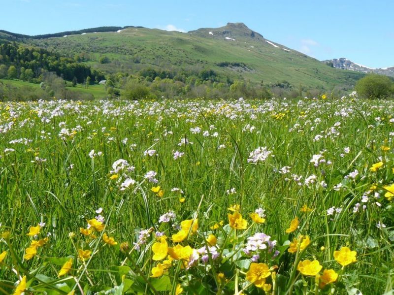 foto 26 Huurhuis van particulieren Le Lioran gite Auvergne Cantal Zicht op de omgeving