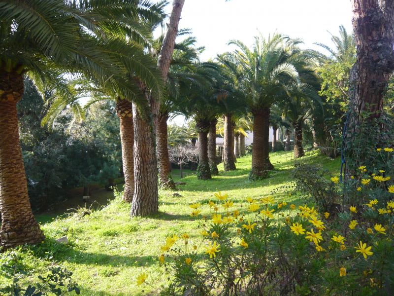 foto 3 Huurhuis van particulieren Cannes appartement Provence-Alpes-Cte d'Azur Alpes-Maritimes Tuin