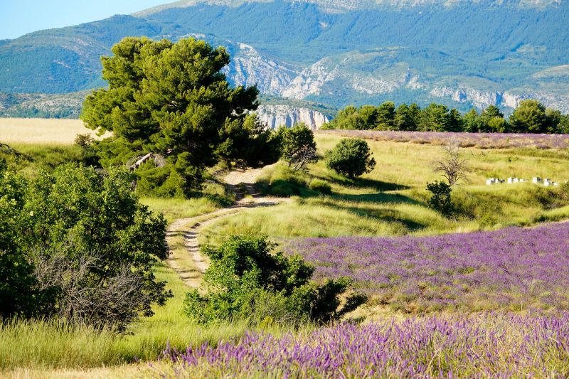 foto 20 Huurhuis van particulieren Allemagne en Provence maison Provence-Alpes-Cte d'Azur Alpes de Haute-Provence Zicht op de omgeving