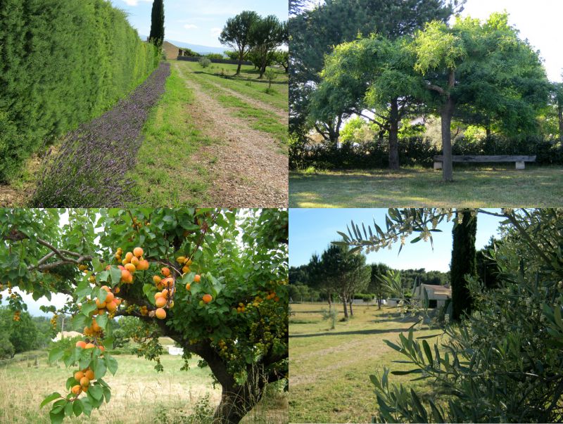 foto 17 Huurhuis van particulieren Carpentras villa Provence-Alpes-Cte d'Azur Vaucluse Tuin