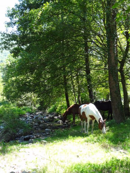 foto 19 Huurhuis van particulieren Tarascon sur Arige gite Midi-Pyrnes Arige Zicht op de omgeving