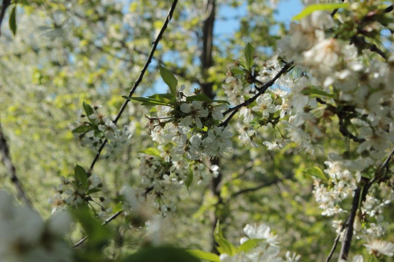 foto 6 Huurhuis van particulieren Ascoli Piceno gite Marken Ascoli Piceno (provincie) Tuin