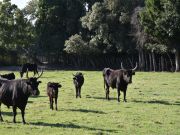 Vakantiewoningen Bouches Du Rhne: gite nr. 127441