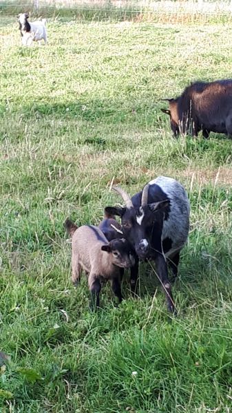 foto 17 Huurhuis van particulieren Vire gite Basse-Normandie Calvados Zicht op de omgeving