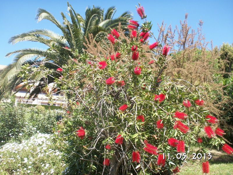 foto 12 Huurhuis van particulieren Sainte Maxime appartement Provence-Alpes-Cte d'Azur Var Tuin