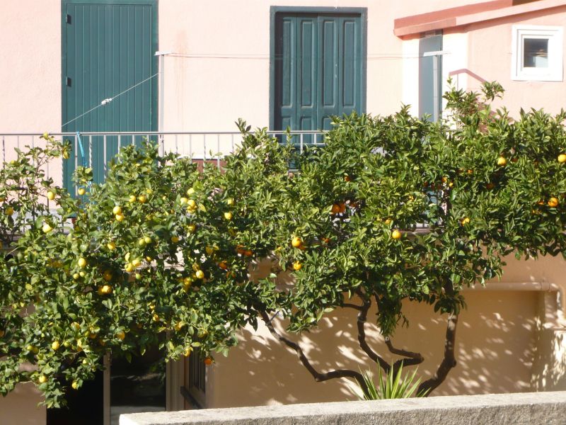 foto 11 Huurhuis van particulieren Collioure appartement Languedoc-Roussillon Pyrnes-Orientales